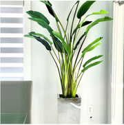 Stainless Steel Cube Planter with Bird of Paradise