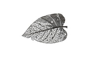 Birch Leaf Wall Art, Silver